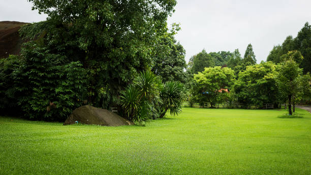 istock Scenery green park and beautifil grass field 900662540