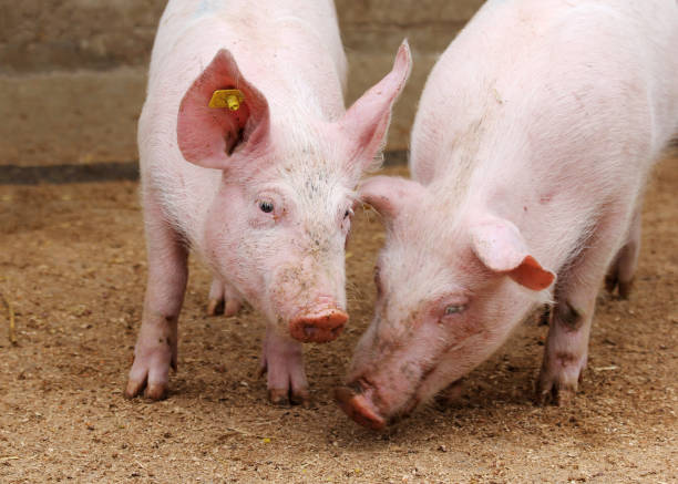 istock Farm pigs in sty 900664934