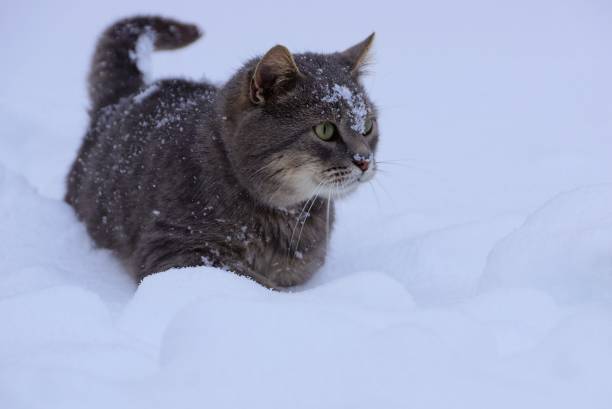 istock a gray big cat stands in a snowdrift 900666398