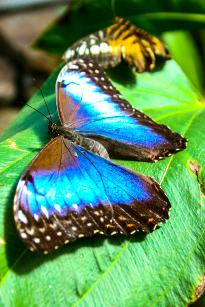 istock Beautiful butterflies 900666966