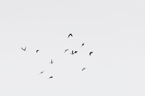Bandada de palomas sobre fondo de cielo blanco photo