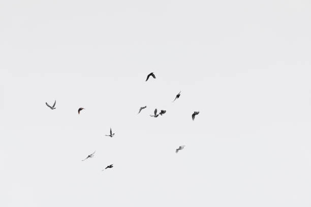 istock Flock of doves over white sky background 900669260