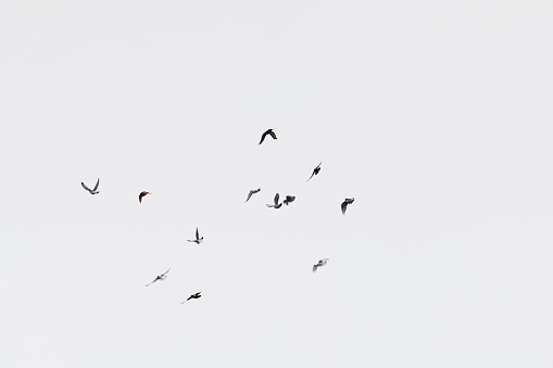 Flock of doves over white sky background