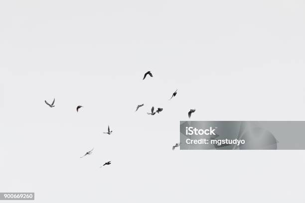 Flock Of Doves Over White Sky Background Stock Photo - Download Image Now - Bird, Cut Out, Flying