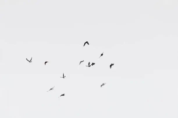 Photo of Flock of doves over white sky background