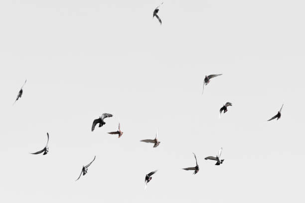 istock Flock of doves over white sky background 900669384
