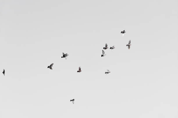 istock Flock of doves over white sky background 900669452