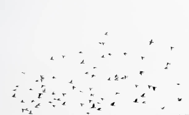 istock Flock of doves over white sky background 900669510