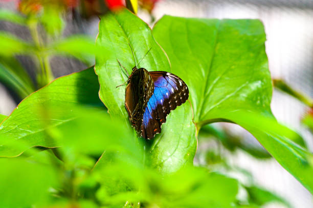 istock Beautiful butterflies 900669822