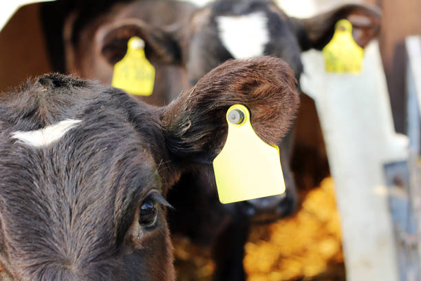 istock Two holstein calves in detail 900669924