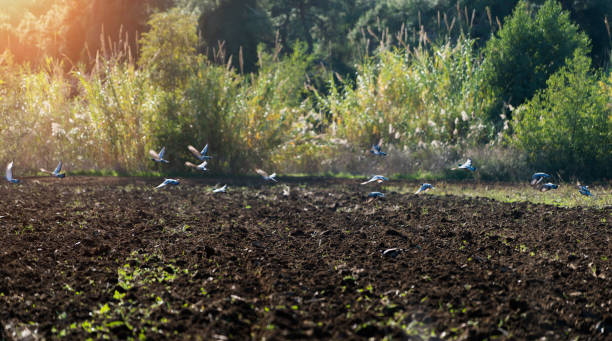 istock Flock of doves 900670022