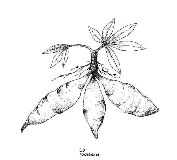 Hand Drawn of Fresh Cassava Root on White Background vector art illustration