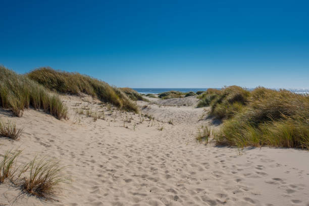 istock Grasses Blow Atop Sand Dunes 900672516