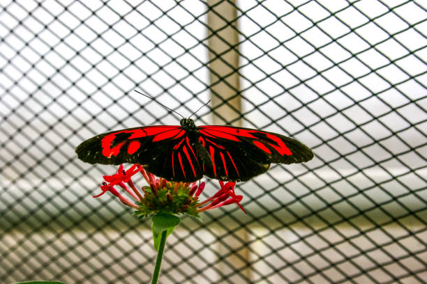 istock Beautiful butterflies 900672708