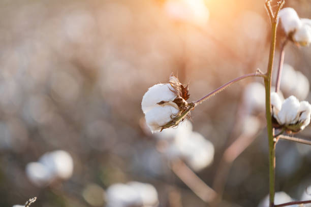 Cotton plant during sunset Cotton plant during sunset cotton ball photos stock pictures, royalty-free photos & images