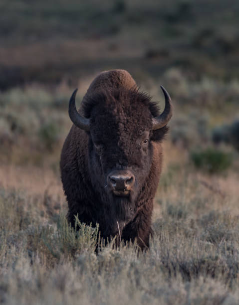istock Male Bison Stares at Camera 900674268