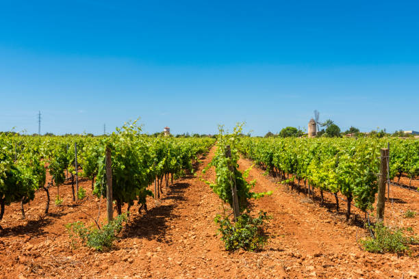 中央マヨルカ スペインのブドウ畑 - windmill cultivated land crop day ストックフォトと画像