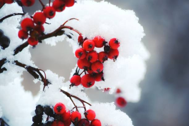 istock Snow on the leaves and trees. 900677276