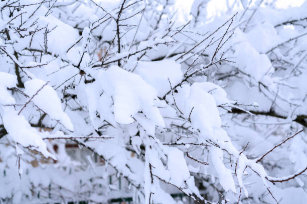istock The branch is covered by snow. A thin ice layer. Soft illumination. 900681418