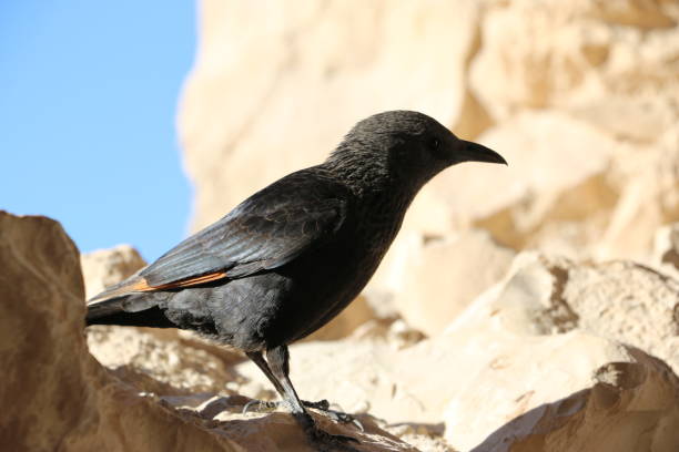 tristram starling vogel auf den ruinen der festung masada, israel. - ochre sea star stock-fotos und bilder