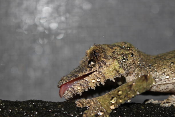 istock uroplatus sikorae, leaf tail gecko that is from madagascar 900692774