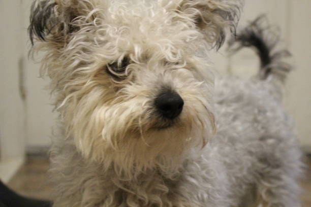 istock shaggy poodle and yorkie mix 900692872