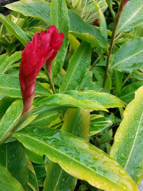 istock Bromeliad plant with flower after tropical rain 900695808