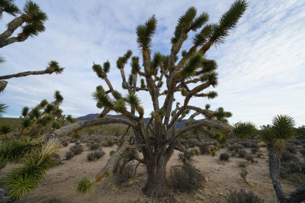 istock Plants and Landforms in Canyon 900695922