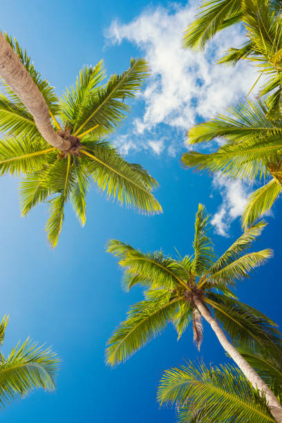 Palms of Dominican Republic