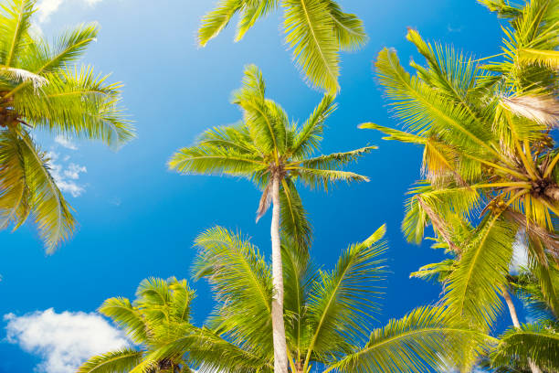 istock Palms of Dominican Republic 900696092