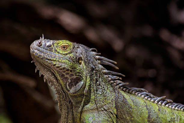 istock Green iguana close up 900696314