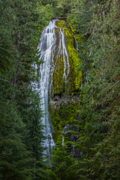 istock The Top of Proxy Falls Through Trees 900699520