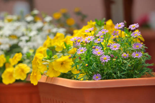Summer blooming flowers in window box\