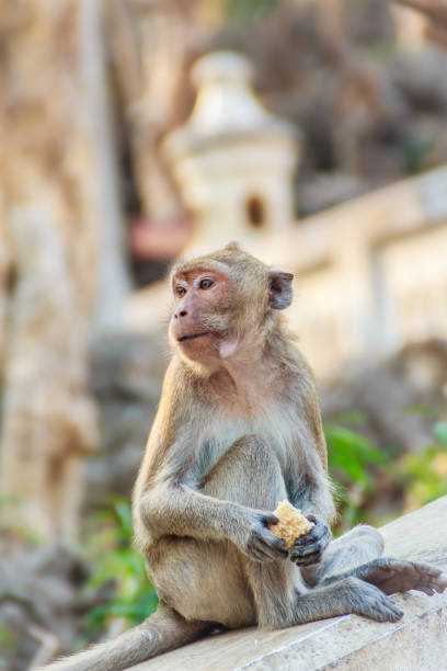 istock Cute Monkey sitting and enjoy eating fresh corn at the temple 900702944