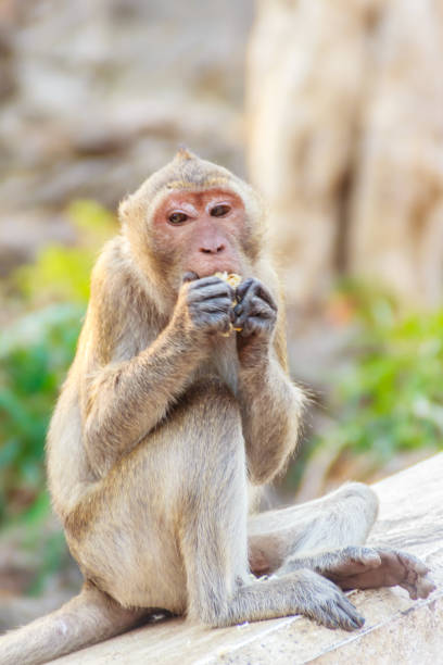 istock Cute Monkey sitting and enjoy eating fresh corn at the temple 900703236