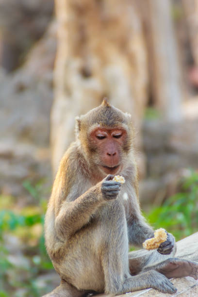 istock Cute Monkey sitting and enjoy eating fresh corn at the temple 900703792