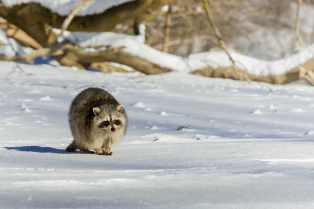 raccoon in a tree during winter