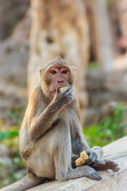 istock Cute Monkey sitting and enjoy eating fresh corn at the temple 900706858