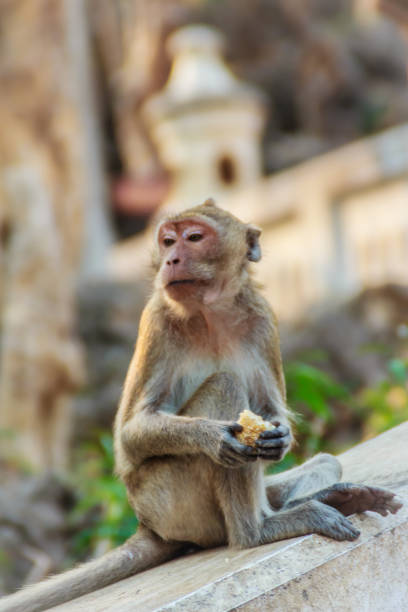 istock Cute Monkey sitting and enjoy eating fresh corn at the temple 900710308