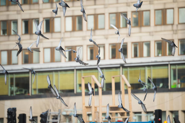 Sergels torg and flying doves