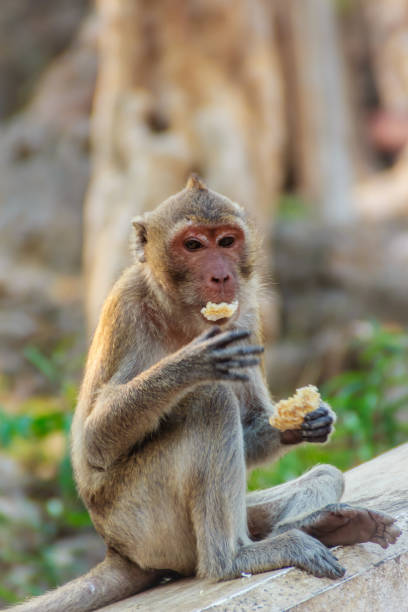 istock Cute Monkey sitting and enjoy eating fresh corn at the temple 900710476
