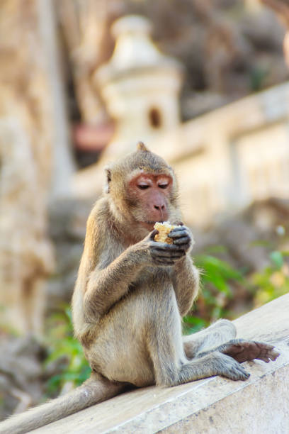 istock Cute Monkey sitting and enjoy eating fresh corn at the temple 900710638