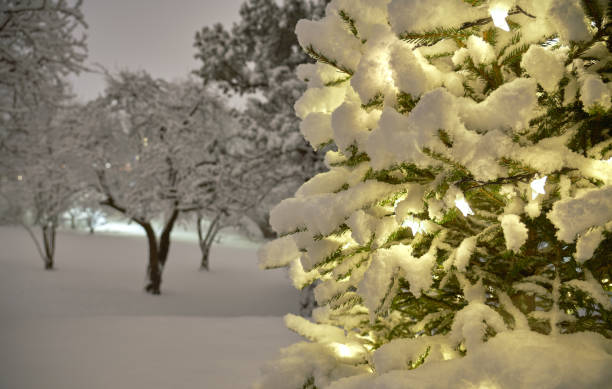 Illuminated Christmas Tree outside in the snow at dusk.