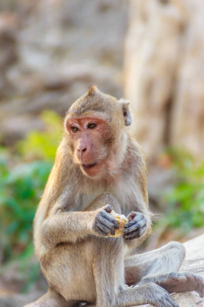 istock Cute Monkey sitting and enjoy eating fresh corn at the temple 900710952