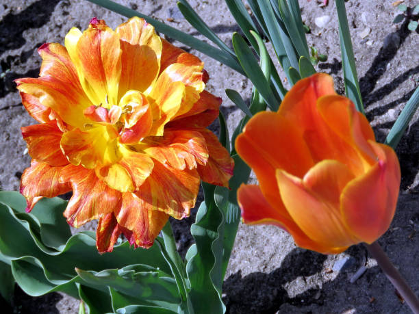 istock Toronto High Park orange tulips 2016 900711532
