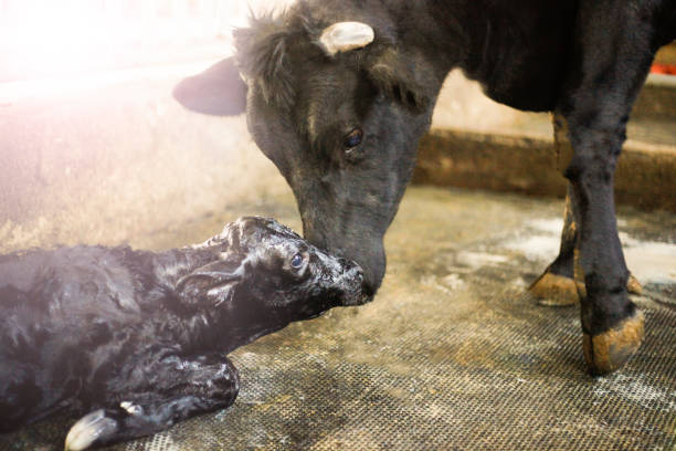 갓 태어난 송아지를 핥는 암소 - calf newborn animal cattle farm 뉴스 사진 이미지