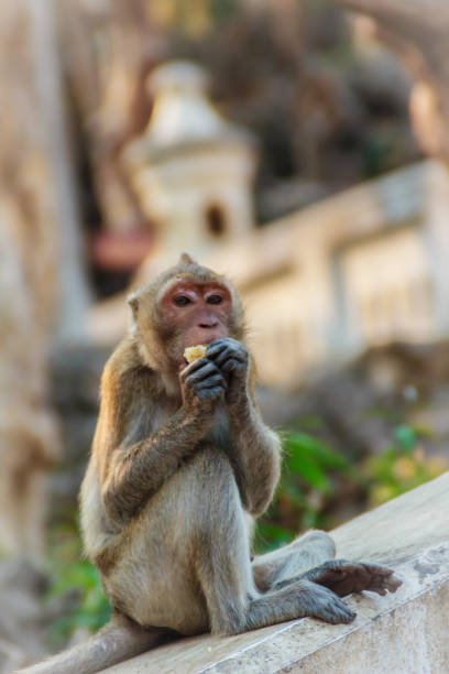 istock Cute Monkey sitting and enjoy eating fresh corn at the temple 900711774