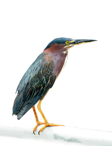 istock Closeup of Green Back Heron Isolated on White 900717780