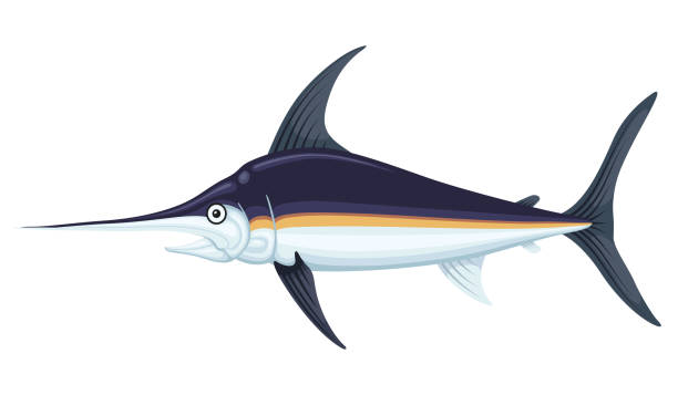 바다 큰 황새 치 - swordfish stock illustrations