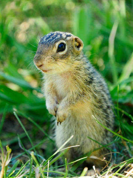 istock Closeup of a Thirteen Lined Ground Squirrel 900719342